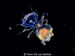 Lobster and Amphipods on a Jelly by Penn De Los Santos 